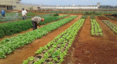 Oito instituições de Dourados estão sendo beneficiadas pelo projeto desenvolvido em parceria entre a Agepen e a Prefeitura Municipal (Fotos: Divulgação/Agepen)