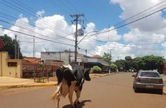 A vaca foi vista na Rua Monte Alegre na manhã desta quarta-feira (3) (Foto: divulgação)