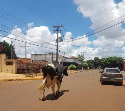 A vaca foi vista na Rua Monte Alegre na manhã desta quarta-feira (3) (Foto: divulgação)