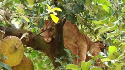 Várias tentativas foram realizadas durante a madrugada, mas sem sucesso. Agora, o animal continua em cima do pé de jaca. (Foto: Wisley Weber)