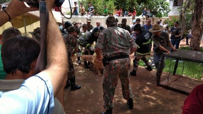 Onça-parda encontrada em bairro de Dourados foi capturada no início da tarde desta quarta-feira (Fotos: Adilson Domingos)