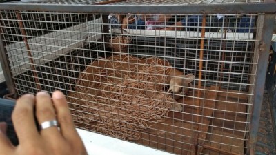 Após ser capturada, onça deverá ser levada para tratamento na Capital (Fotos: Adilson Domingos)