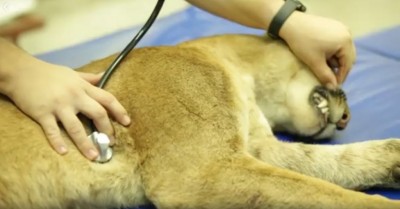 Onça-parda capturada na área urbana de Dourados é um macho (Foto: Reprodução/Facebook Clínica Veterinária Unigran)