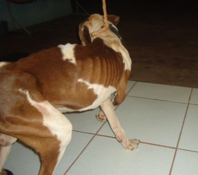 Dono é multado em R$ 1 mil por deixar cachorro amarrado, sem água e comida (Foto: reprodução/Midiamax)