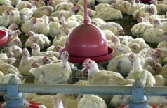 Ministério da Agricultura diz que não há risco no consumo de aves no país após deflaragação da 3ª fase da Operação Carne Fraca - Arquivo/Agência Brasil