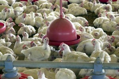 Ministério da Agricultura diz que não há risco no consumo de aves no país após deflaragação da 3ª fase da Operação Carne Fraca - Arquivo/Agência Brasil