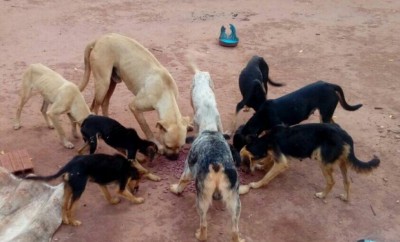 11 cachorros foram encontrados abandonados; eles precisam de um lar - (Foto: divulgação)