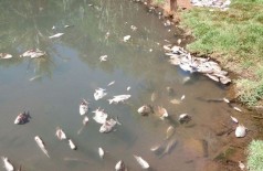 Teve um vazamento de esgoto, onde matou aproximadamente 5 mil peixes, na tarde de sexta-feira (23), na Rua W11, no Jardim água Boa (Foto: reprodução)