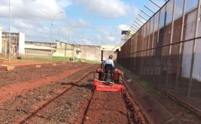 Com área de cultivo de 3 mil m², o local contará com duas estufas e vai utilizar, inicialmente, a mão de obra de 30 internos (Foto: Divulgação)
