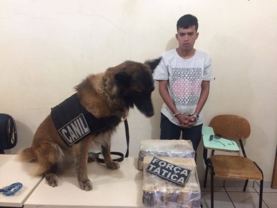 Inca, cão farejador da PM, encontrou mala com a maconha (Foto: Divulgação/PM)