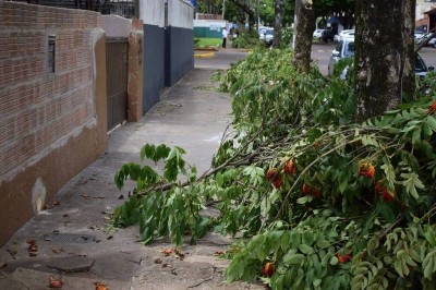 Podas preventivas de galhos de árvores que atingiam rede elétrica motivaram multa, segundo a Energisa (Foto: Divulgação/Prefeitura de Dourados)