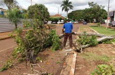 Equipes da Semsur devem finalizar remoção de árvores e galhos na terça-feira (Foto: Divulgação/Prefeitura)