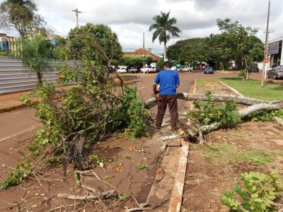 Equipes da Semsur devem finalizar remoção de árvores e galhos na terça-feira (Foto: Divulgação/Prefeitura)