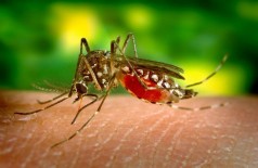 O mosquito Aedes aegypti é o responsável por transmitir a dengue, febre chikungunya e vírus da zika (Foto: Pixabay)