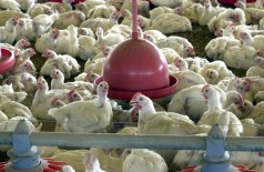 As exportações brasileiras de carne de frango tiveram queda de 8,5% de janeiro a maio (Foto: Arquivo/Agência Brasil)