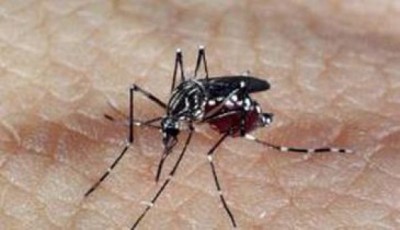 O mosquito é pensado para se integrar a outras estratégias de combate ao Aedes - Arquivo Agência Brasil