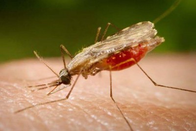 O Anopheles é o transmissor da malária, que tem cura, se for tratada logo e de forma adequada (Foto: Portal Biologia/Divulgação)