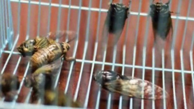 Cigarras capturadas na China Foto: Reprodução da internet