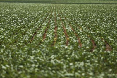 Plantação de soja em Goiás (Foto: Marcelo Camargo/Agência Brasil)