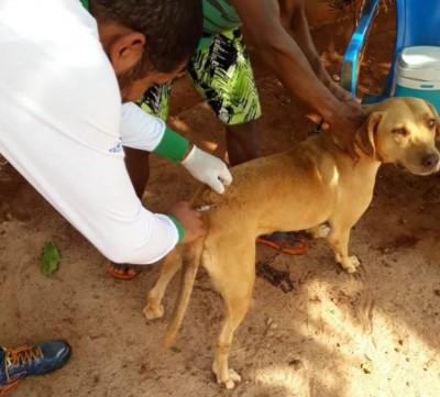 Somente animais doentes não devem ser vacinados. - Foto– CCZ/Divulgação