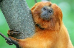 Fiocruz registra aumento em mortes de macacos no Sudeste