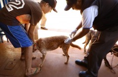 Vacinação itinerante de cães e gatos será na região do Campo Dourado e Jardim Água Boa nesta semana (Foto: A. Frota)