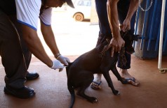 Centro de Controle de zoonoses está vacinando cães e gatos com idade acima de quatro meses (Foto: A. Frota)