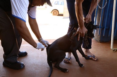 Centro de Controle de zoonoses está vacinando cães e gatos com idade acima de quatro meses (Foto: A. Frota)