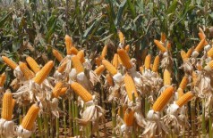A área plantada do milho cresceu 10,4% em 2017 - Elza Fiúza/Agência Brasil