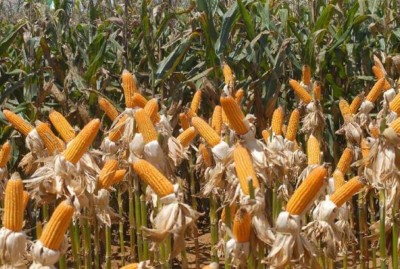 A área plantada do milho cresceu 10,4% em 2017 - Elza Fiúza/Agência Brasil