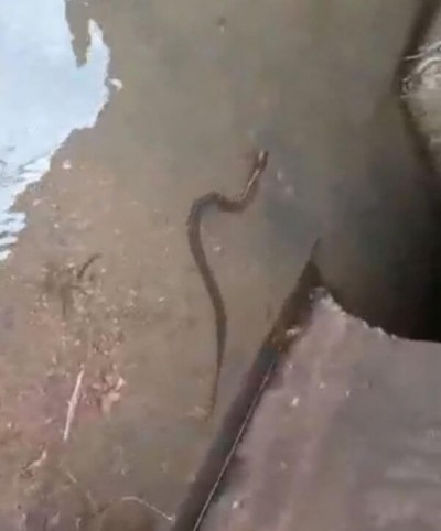 Vídeo: cobras são encontradas dentro de córrego no Parque Rego D'Água, em Dourados