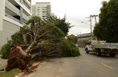 Vendavais derrubam árvores, que danificam as redes de energia (Foto: Arquivo/Agência Brasil)