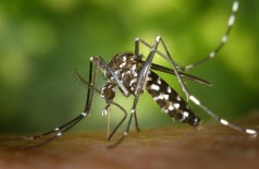 dengue, zika e chikungunya são transmitidas Aedes aegypti - Foto: Pixabay