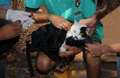 Campanha é direcionada à vacinação de cães e gatos a partir de quatro meses de idade (Foto: Divulgação)