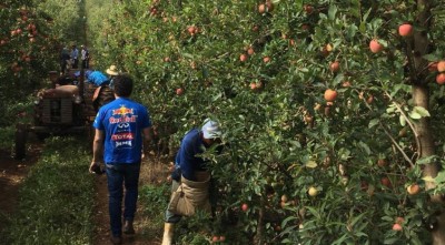 Funtrab recadastra indígenas para trabalhar na colheita de maçã em SC e RS (Foto: Subcom)