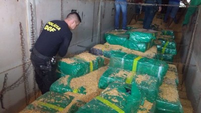 Policiais do MS apreendem 10,7 toneladas de maconha em caminhão carregado de milho (Foto: DOF - Sejusp -MS)