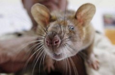 Rato na Índia (imagem meramente ilustrativa) Foto: Reuters