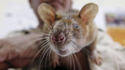 Rato vira iguaria apreciada em região da Índia
