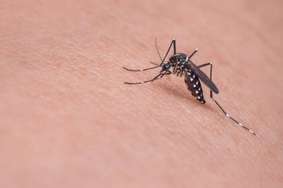 As três doenças são transmitidas pelo Aedes aegypti - Pixabay