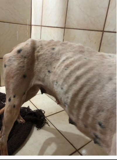 Cadela foi levada até clínica veterinária bastante debilitada - Foto: WhatsApp/Correio do Estado