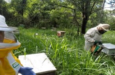 Apicultores de MS recebem orientações para combate ao pequeno besouro das colmeias (Foto: reprodução)
