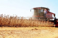 Plantio da Safra 2018/19 de milho deve atingir 9 milhões de toneladas em MS (Foto: reprodução)