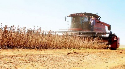Plantio da Safra 2018/19 de milho deve atingir 9 milhões de toneladas em MS (Foto: reprodução)