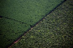 Floresta de eucalipto tem mais de 1,1 milhão de hectares no Estado - Foto: Arquivo/Correio do Estado