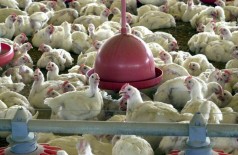 Anvisa proíbe venda de lotes de frango produzidos em Dourados (Foto: Arquivo/Agência Brasil)