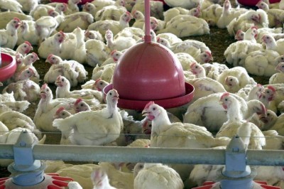 Anvisa proíbe venda de lotes de frango produzidos em Dourados (Foto: Arquivo/Agência Brasil)