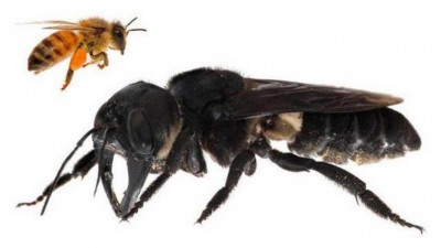 A abelha gigante de Wallace comparada a uma espécie comum na Europa - Foto: Reprodução/Global Wildlife Conservation-claybolt.com
