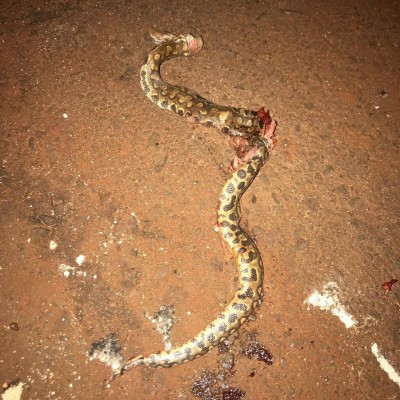 Cobra descrita por douradense como uma jararaca foi encontrada no bairro Monte Carlo (Foto: Reprodução)