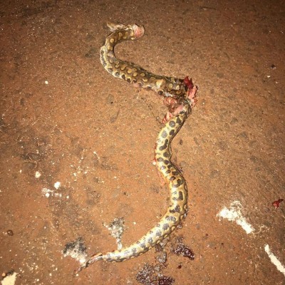 Confundida com jararaca, cobra arco-íris encontrada em Dourados foi morta (Foto: 94FM)