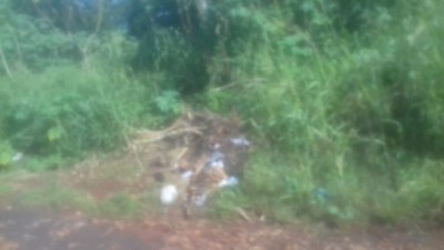 Terrenos abandonado com lixo e mato alto - Foto: divulgação/ouvinte 94FM
